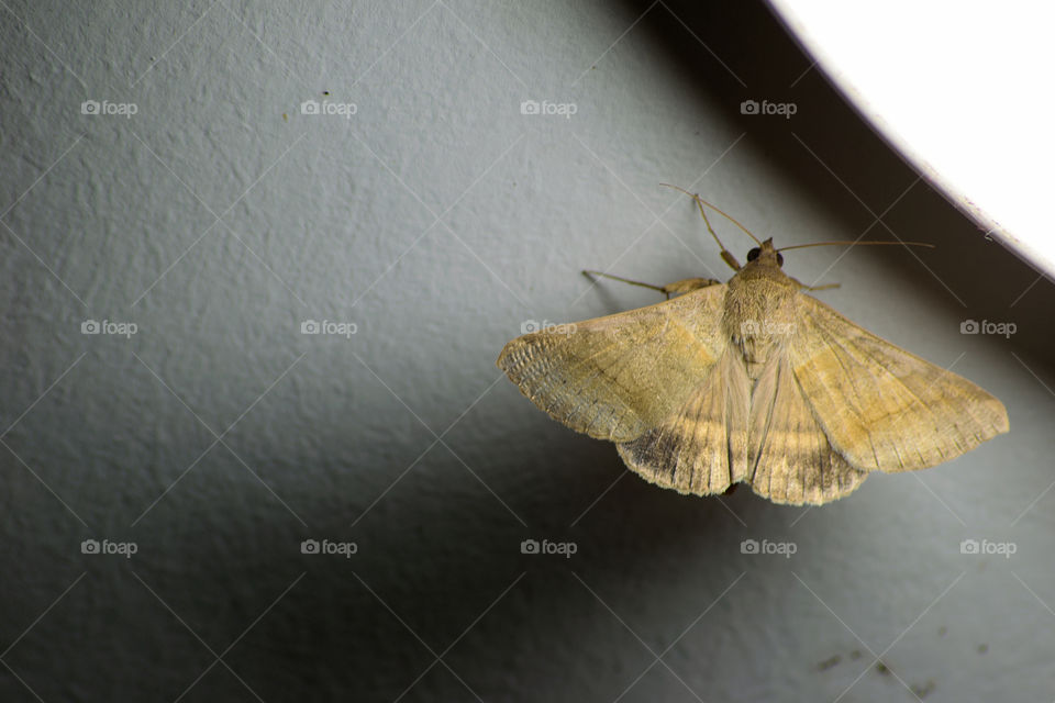 Moth Under Macro. This moth was hovering around my kitchen light then decided to sit next to the light.