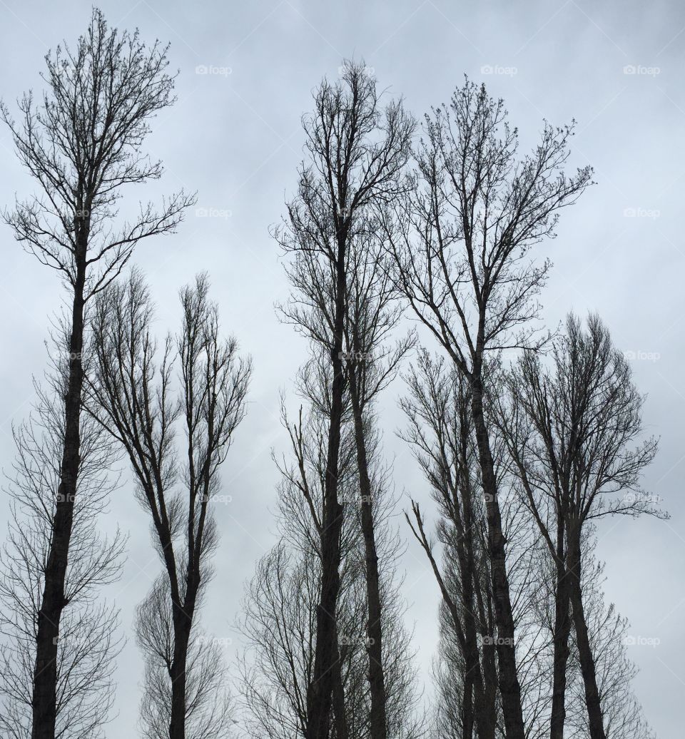 Autumn trees without leaves agains cloudy sky 