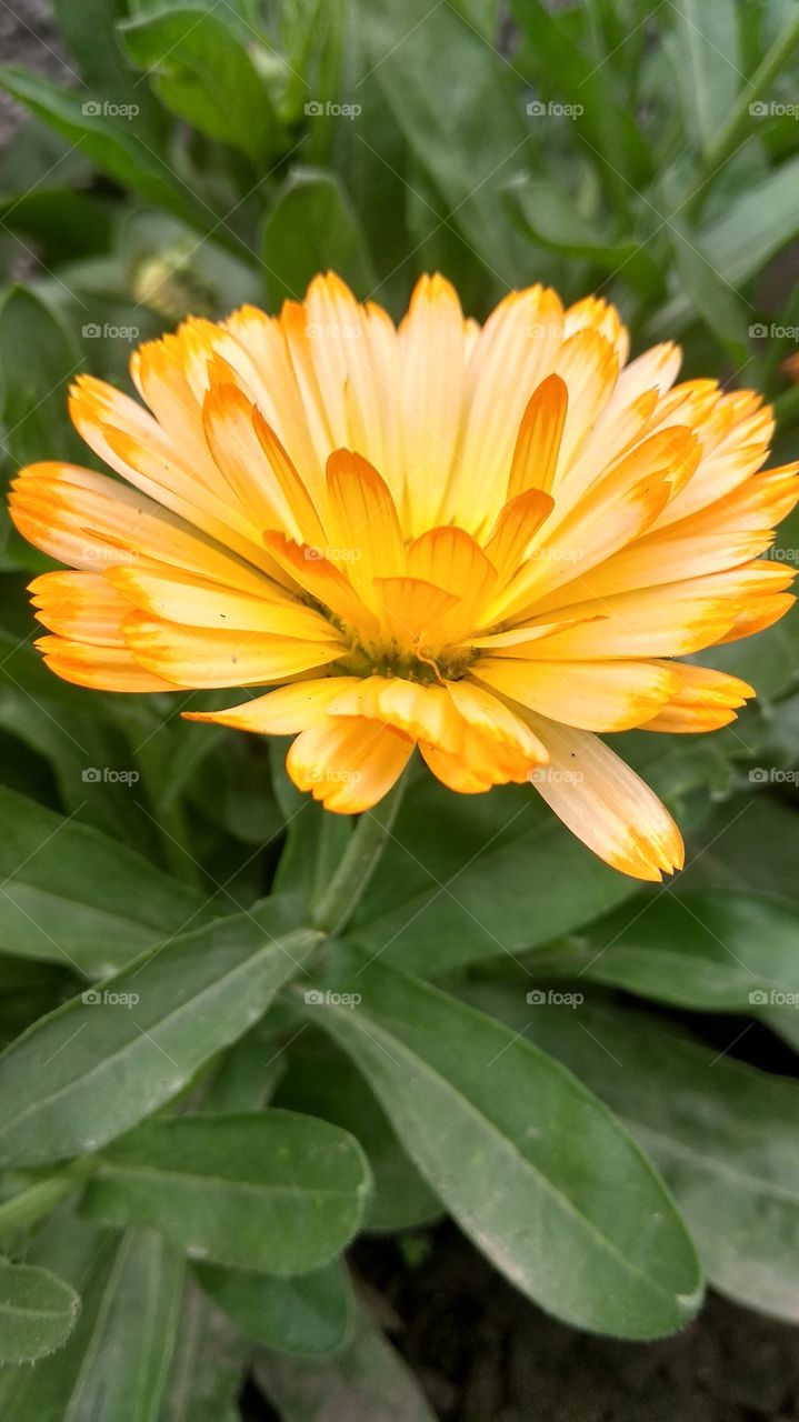 love to flowers..it's a part of my life.