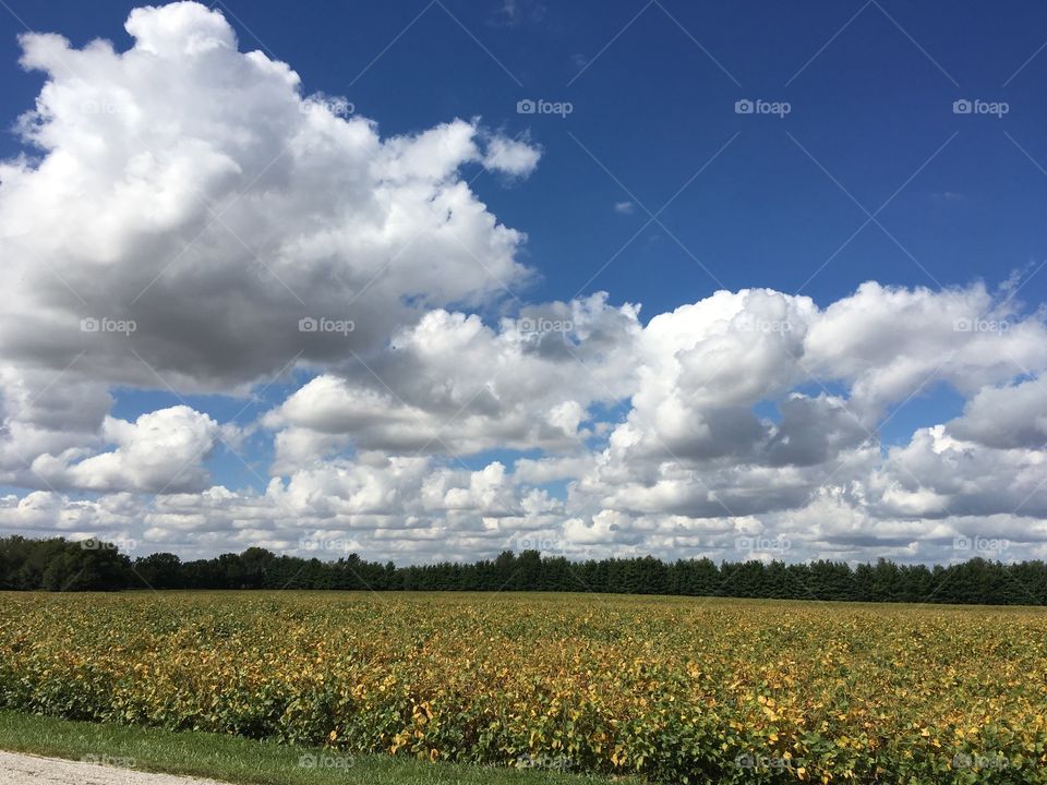 Soybean field