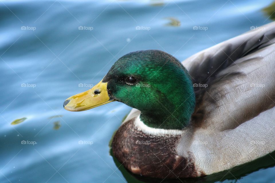 the color and details to this duck - world is full of beauty and arts, from the nature to animals.