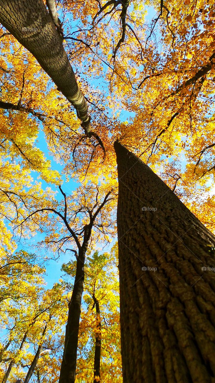 Low angle view of autumn trees