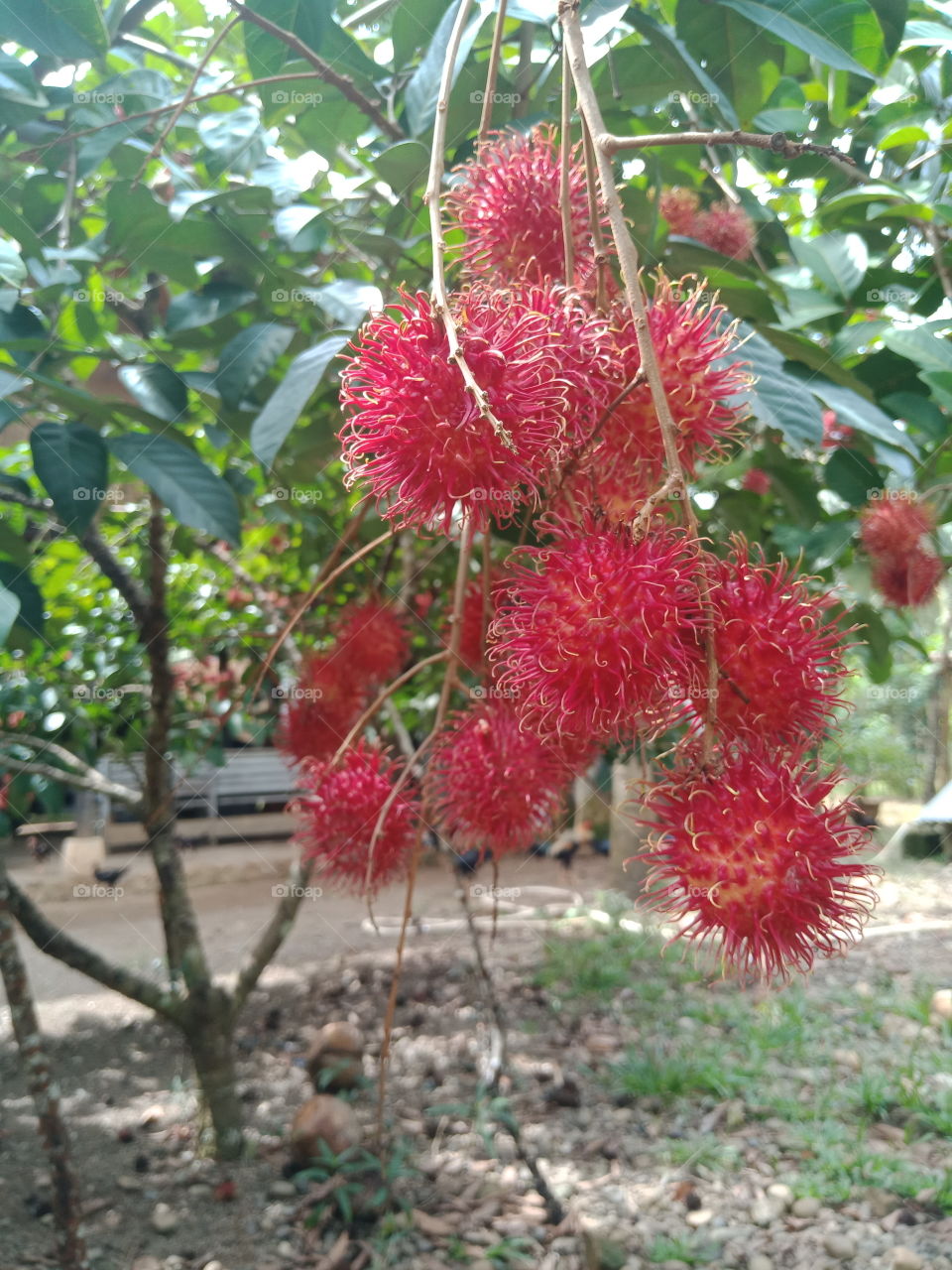 Rambutan is one of the most delicious fruits