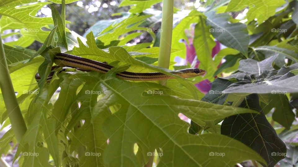 small snake in the papaya tree