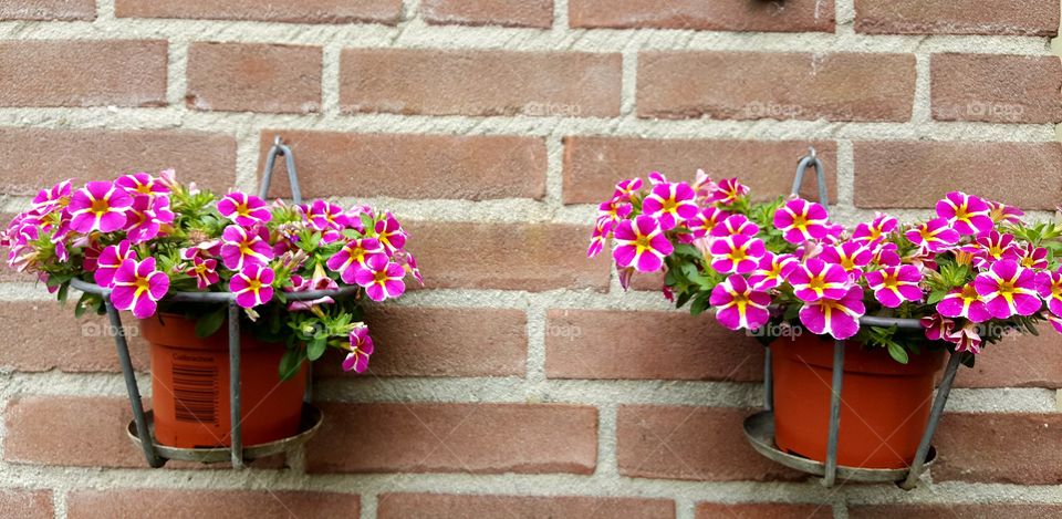 wall flowers brick pink Decoration