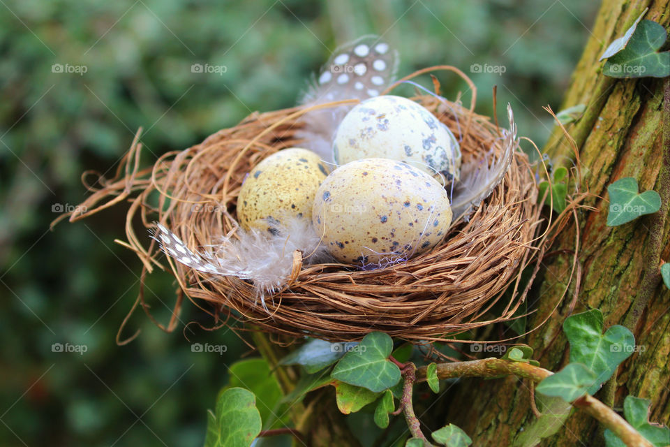 Eggs in Nest