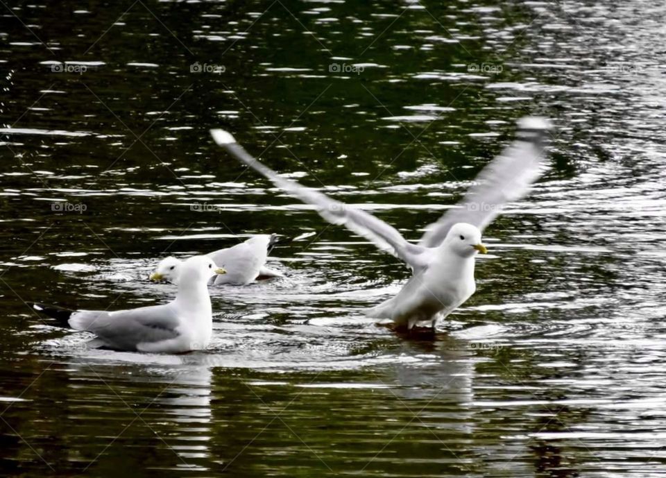 Seagulls in the water