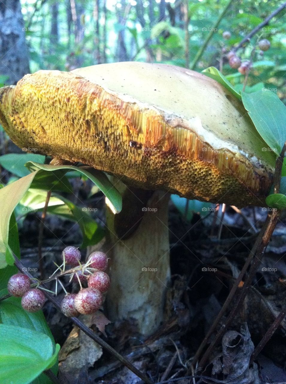 Mushroom and wild berries