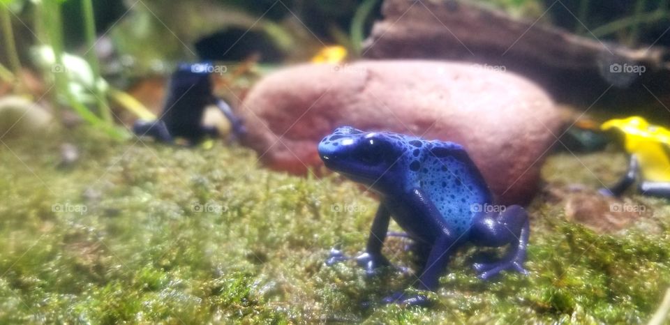 Close up of poison dart frog