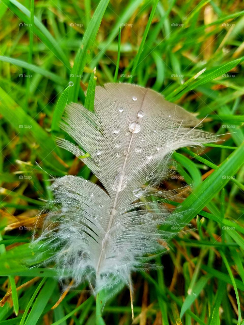 water droplets on a feather