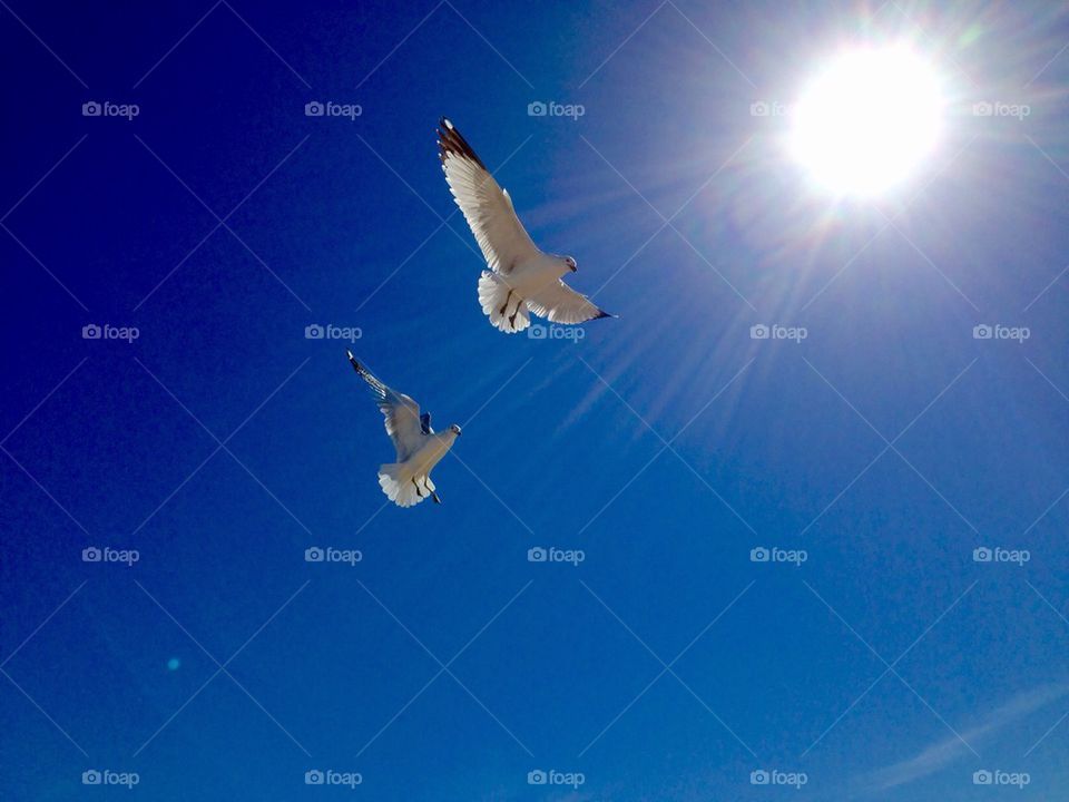Flight of the seagulls
