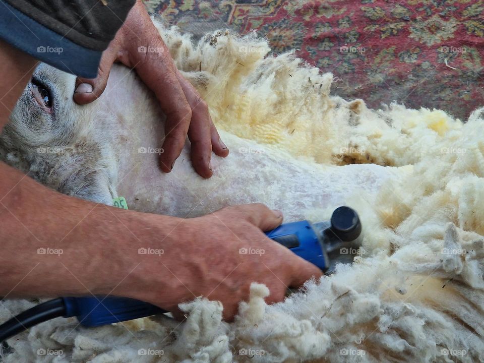 Remove wool from sheep