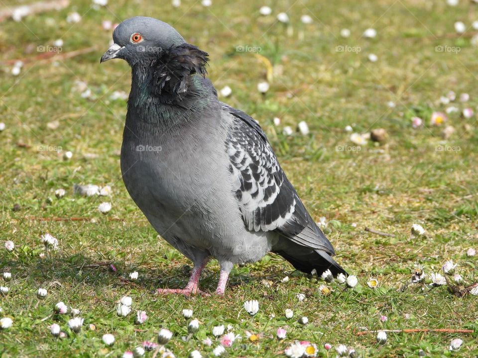 A close up of a pigeon