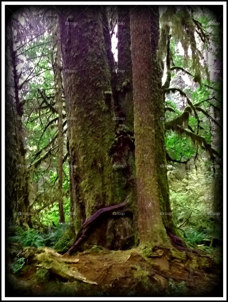 mossy trees