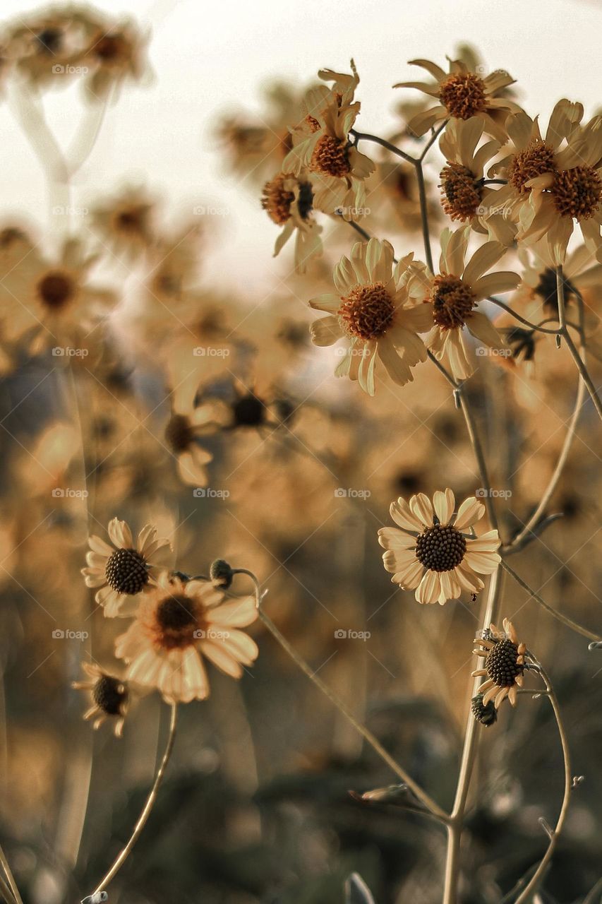 Small Flowers