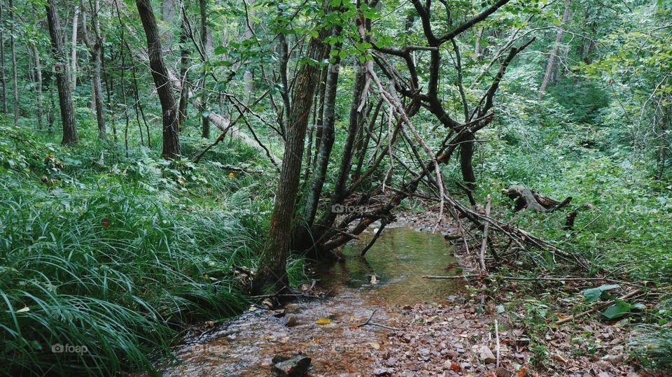 Small river in the green summer forest, far from the city