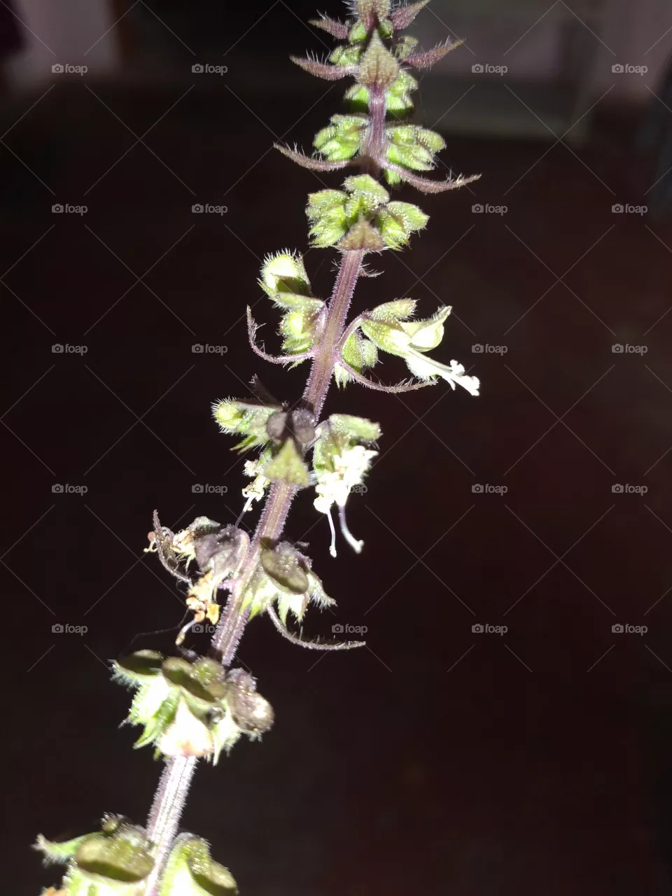 tulsi buds