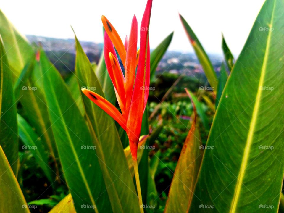 A flower blooms beautifully