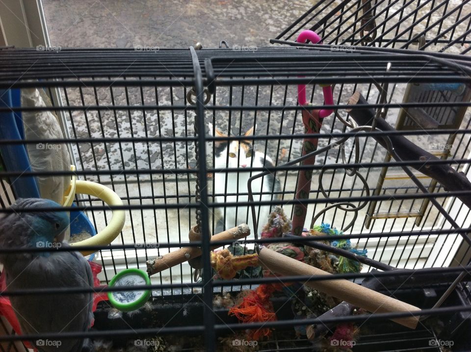 Cat eying dinner.... Cat looking into window at bird in cage