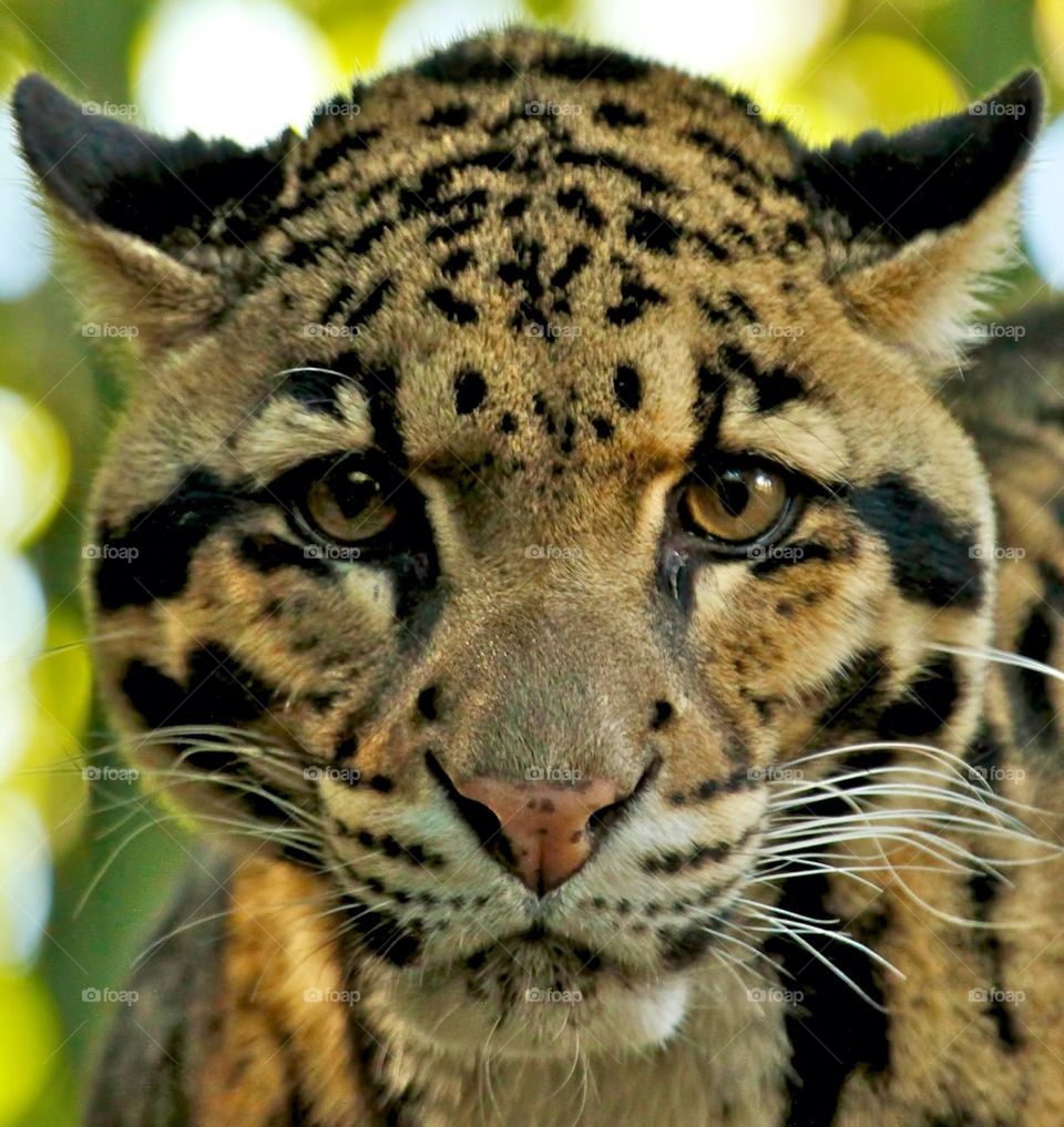 Clouded leopard
