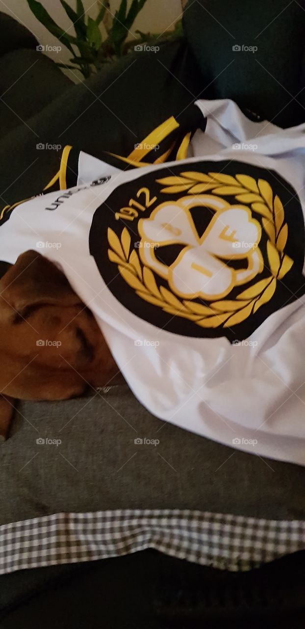 dog
Brynäs IF