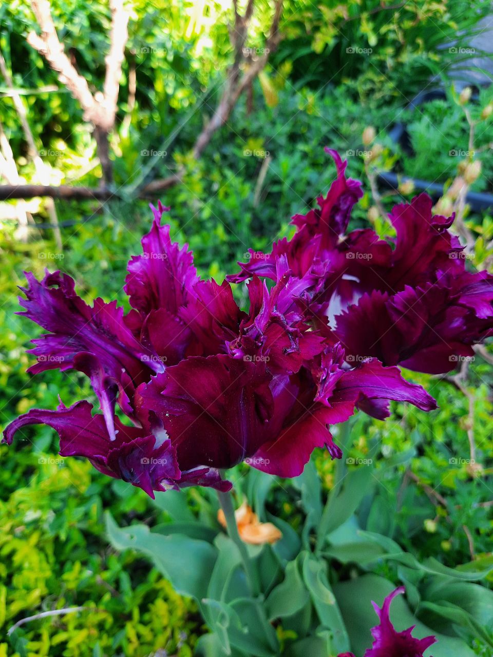 purple flowers of parrot tulips