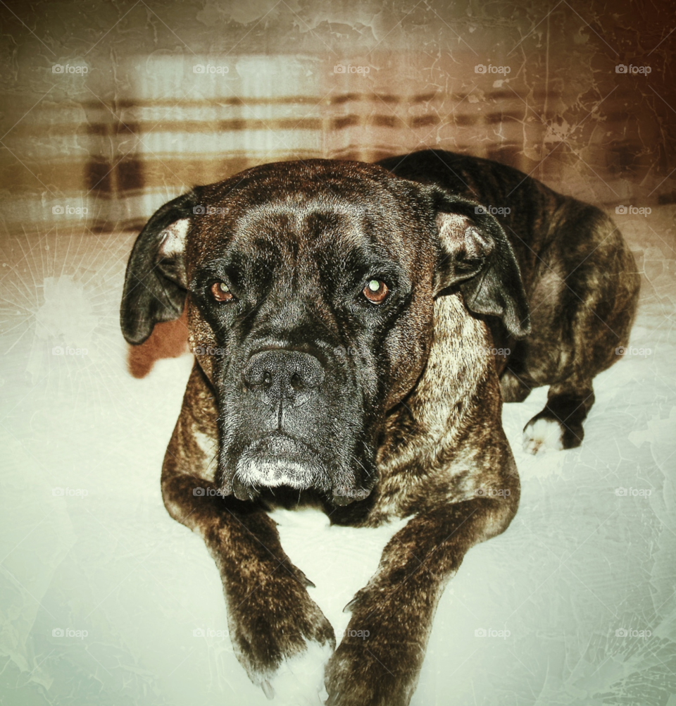 face dog beautiful boxer by tediiliescu