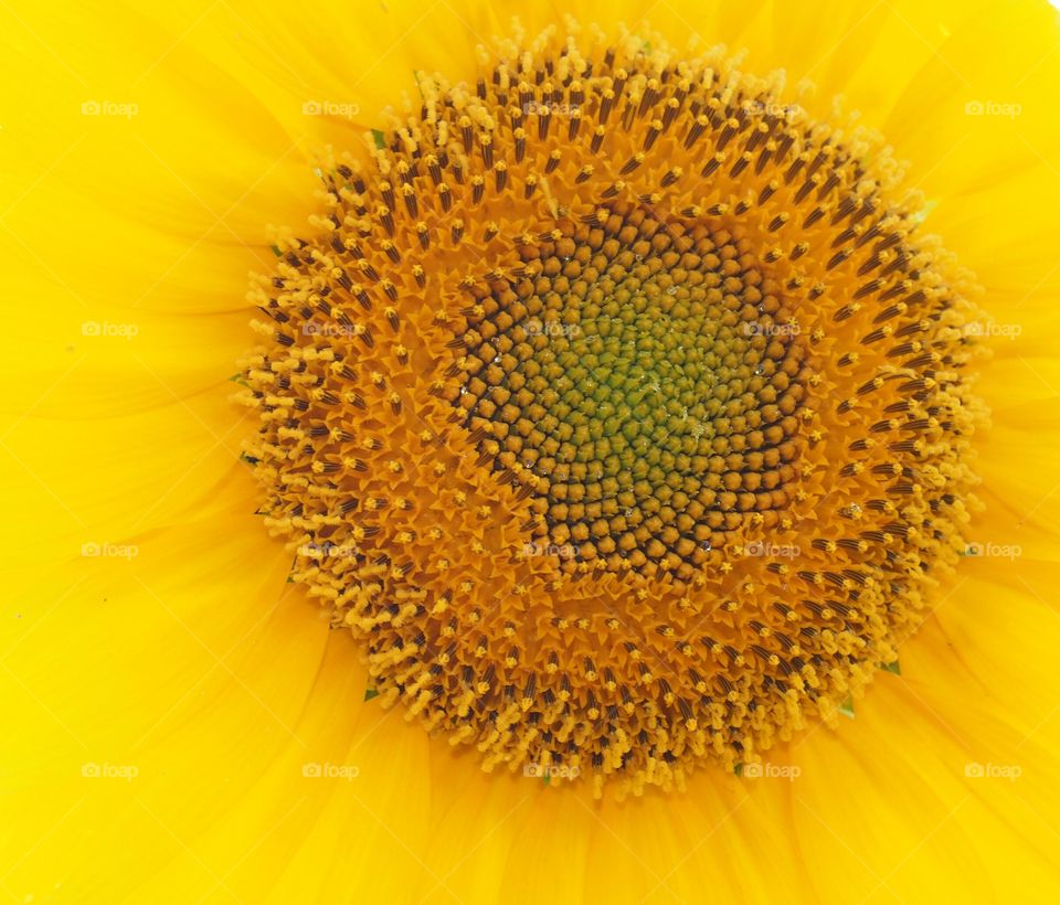 Sunflower yellow colors