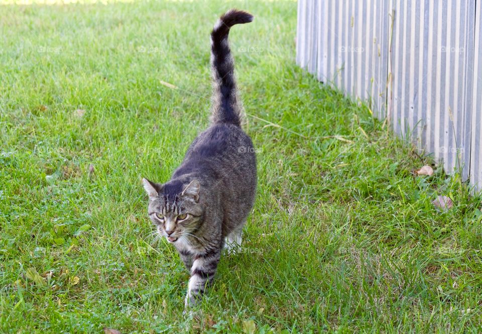 A grey tabby, walking in the grass and meowing about something or other, next to a metal building