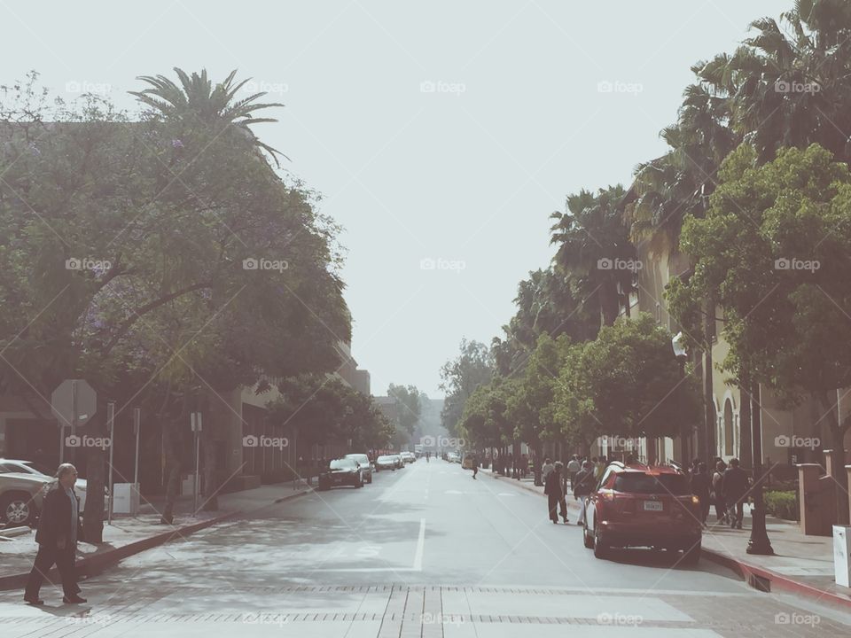 The Beautiful Streets Of The University Of Southern California Located In Los Angeles, California