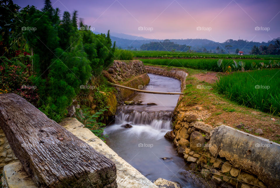 small river in ricefield
