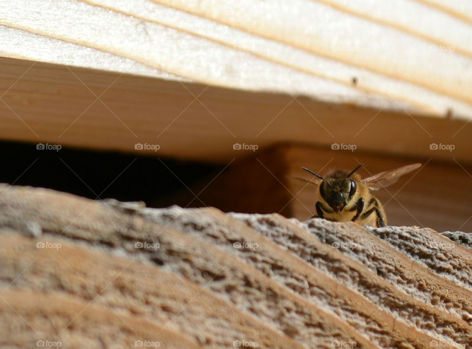 Bee Guard