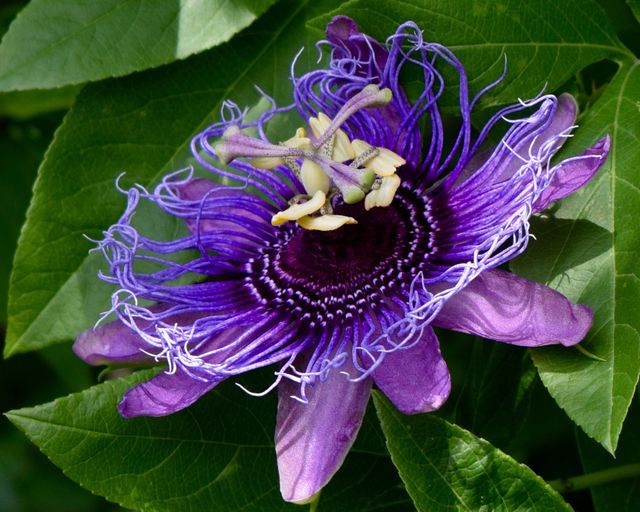 Fabulous Passion Vine Flower Bloom
