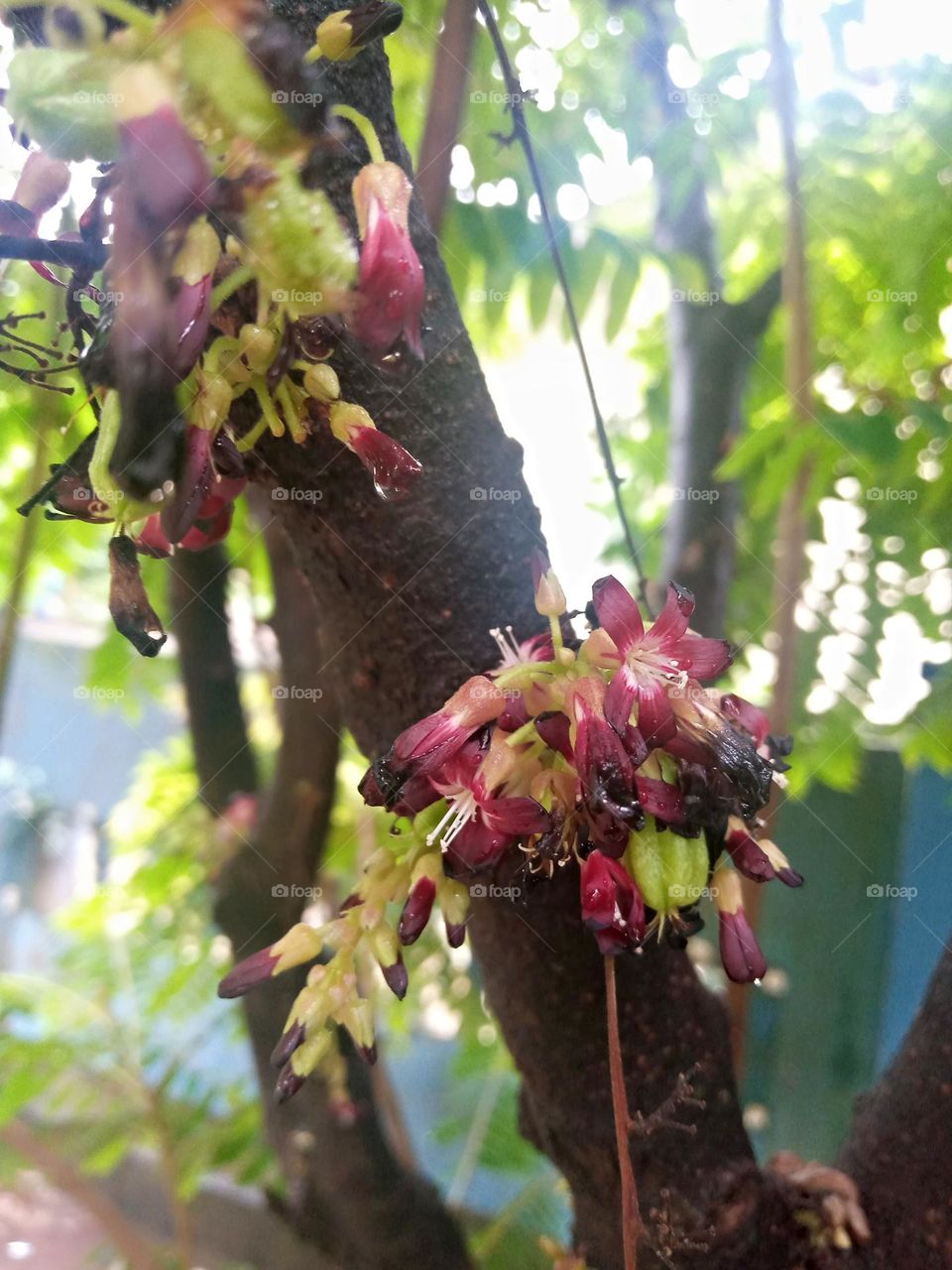 Wuluh starfruit flowers
