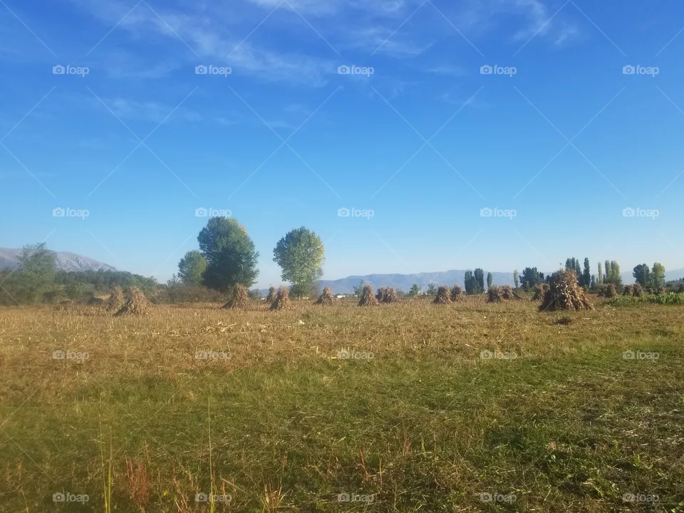 nature