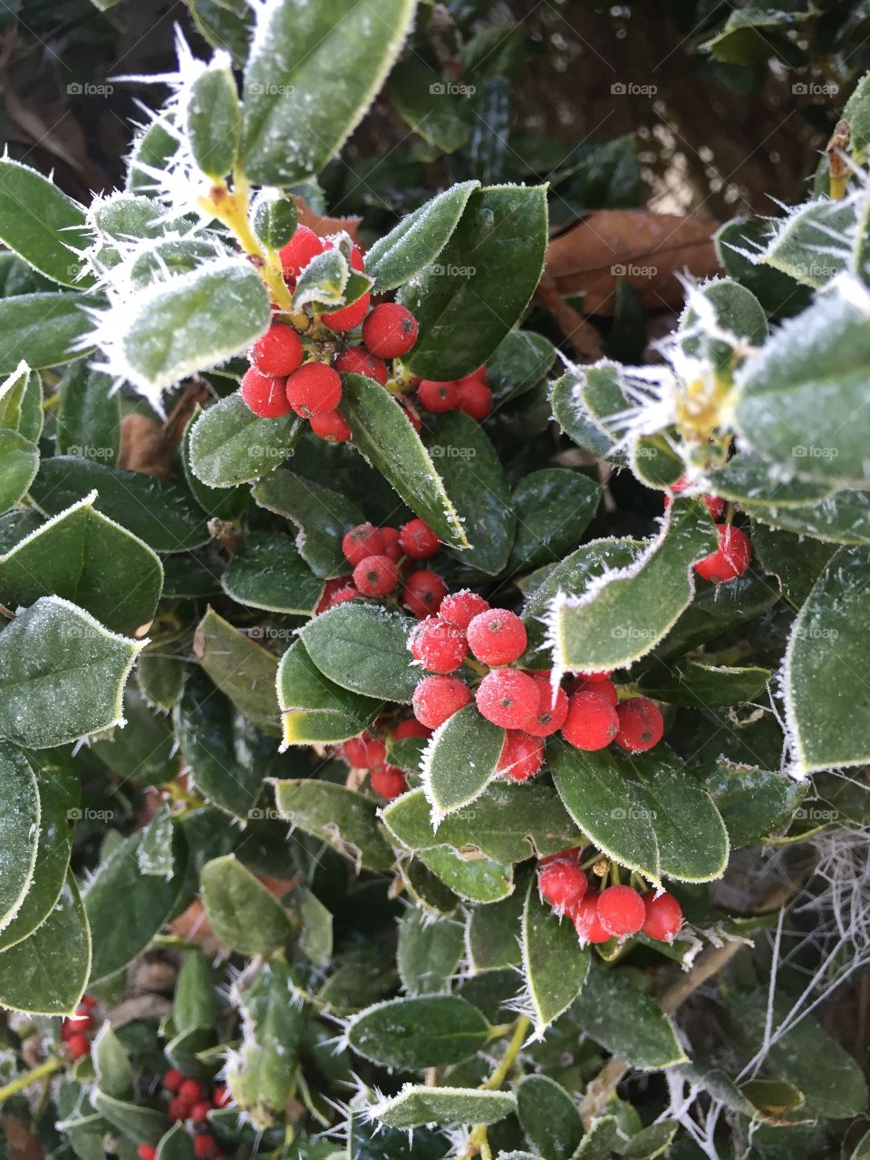 Frozen holly