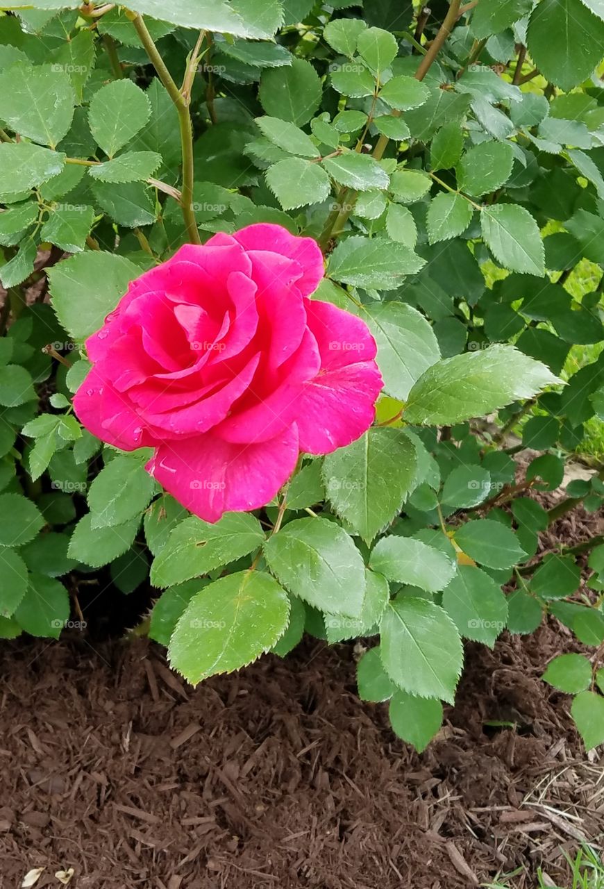 Pink rose