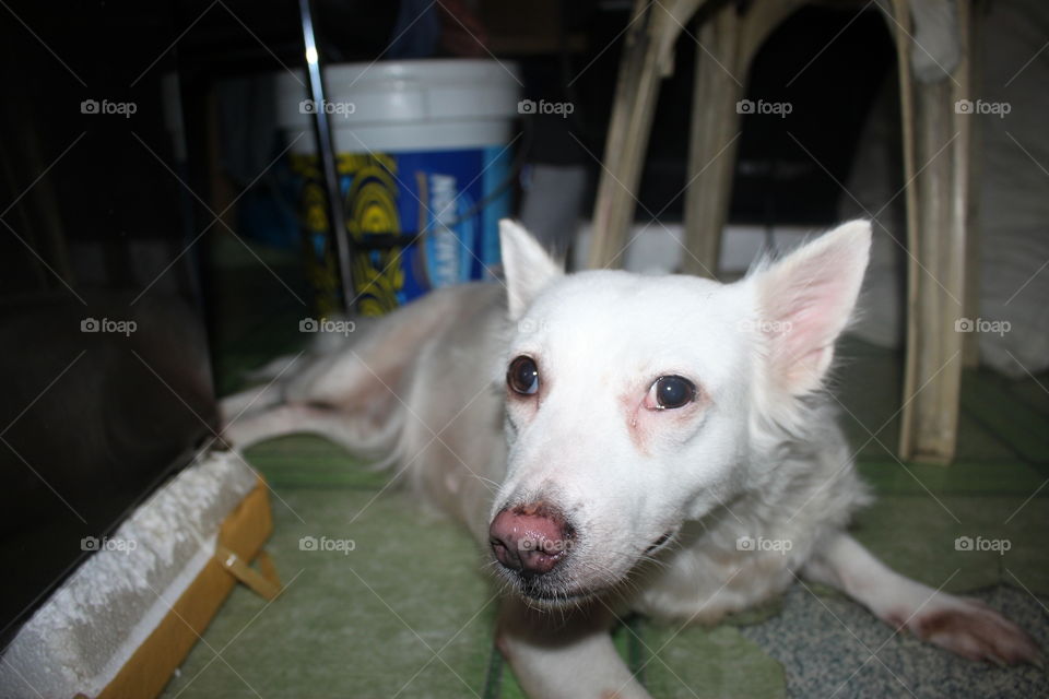 Here is a picture of our dog, Hachi. She is white in color and has no spots of other colors, whatsoever.