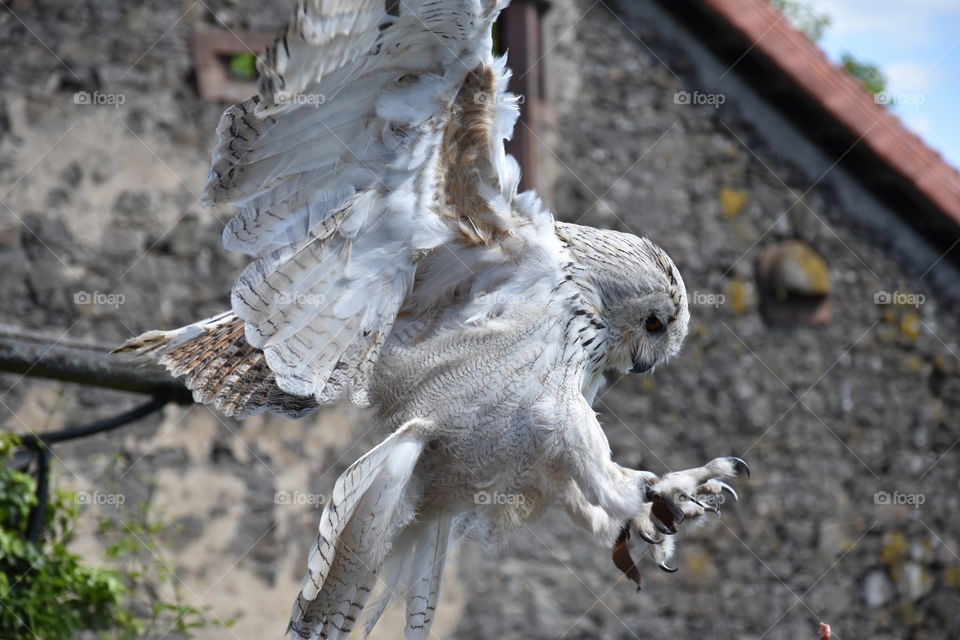 Owl landing and hunting 