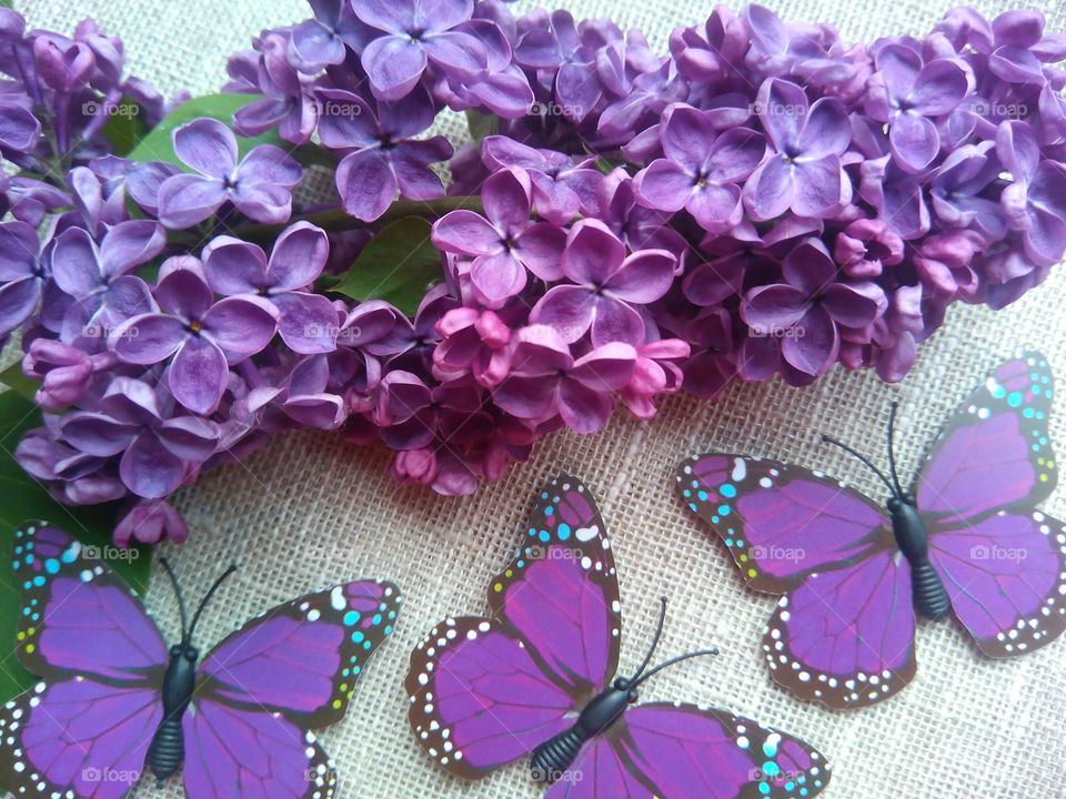 purple lilac flowers and butterflies decor