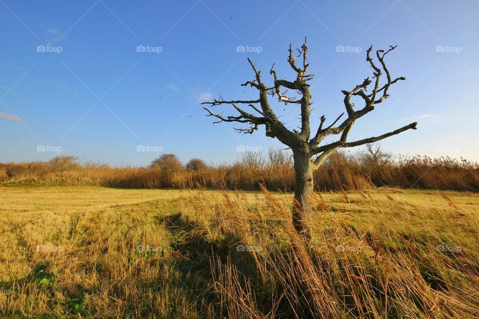 Lonely tree in nature