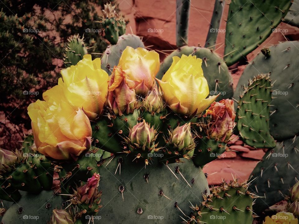 Sedona cactus flower