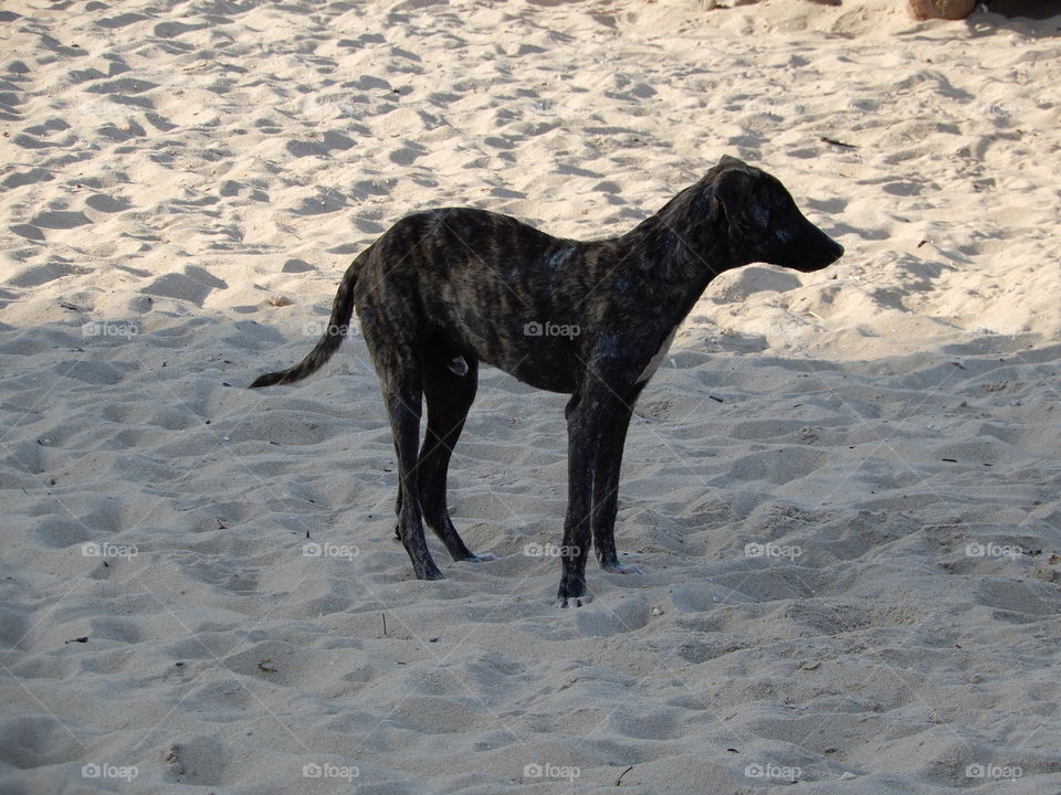 cão de rua,praia de Candeias em Jaboatão dos Guararapes pe.