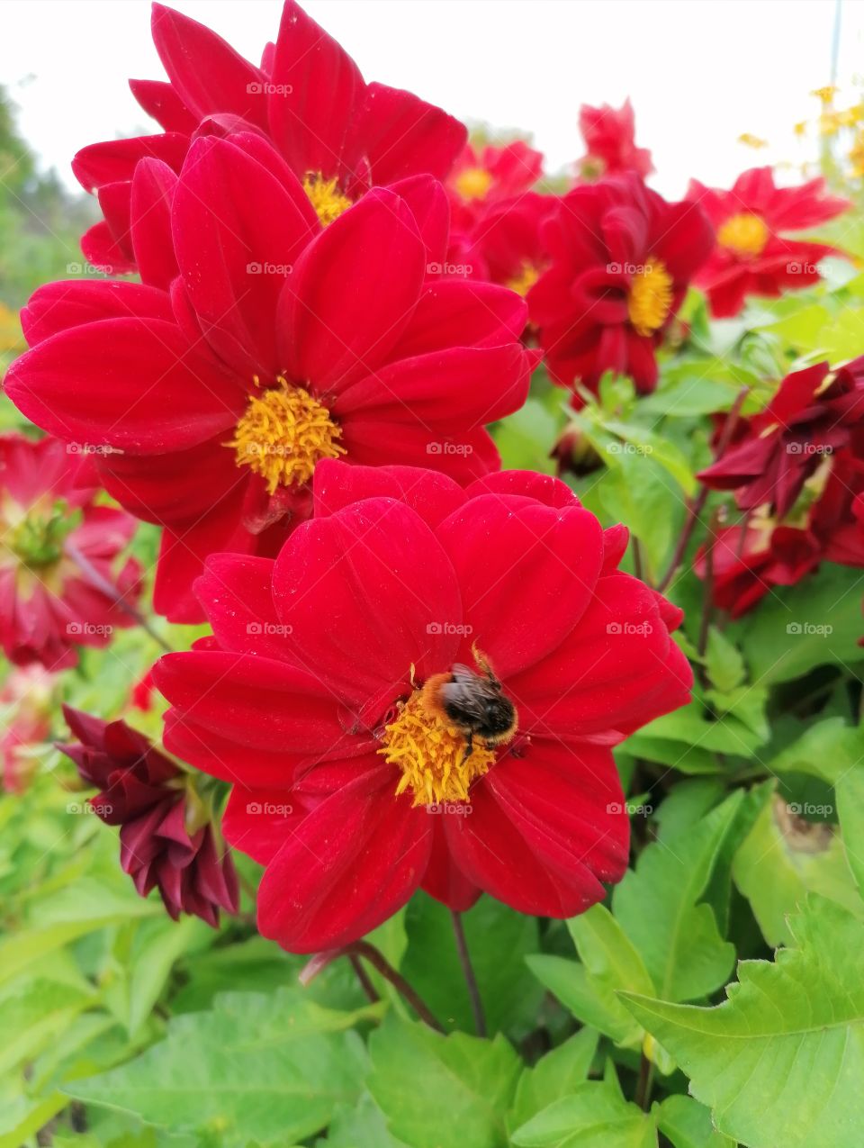 A bee pollinating a red flower