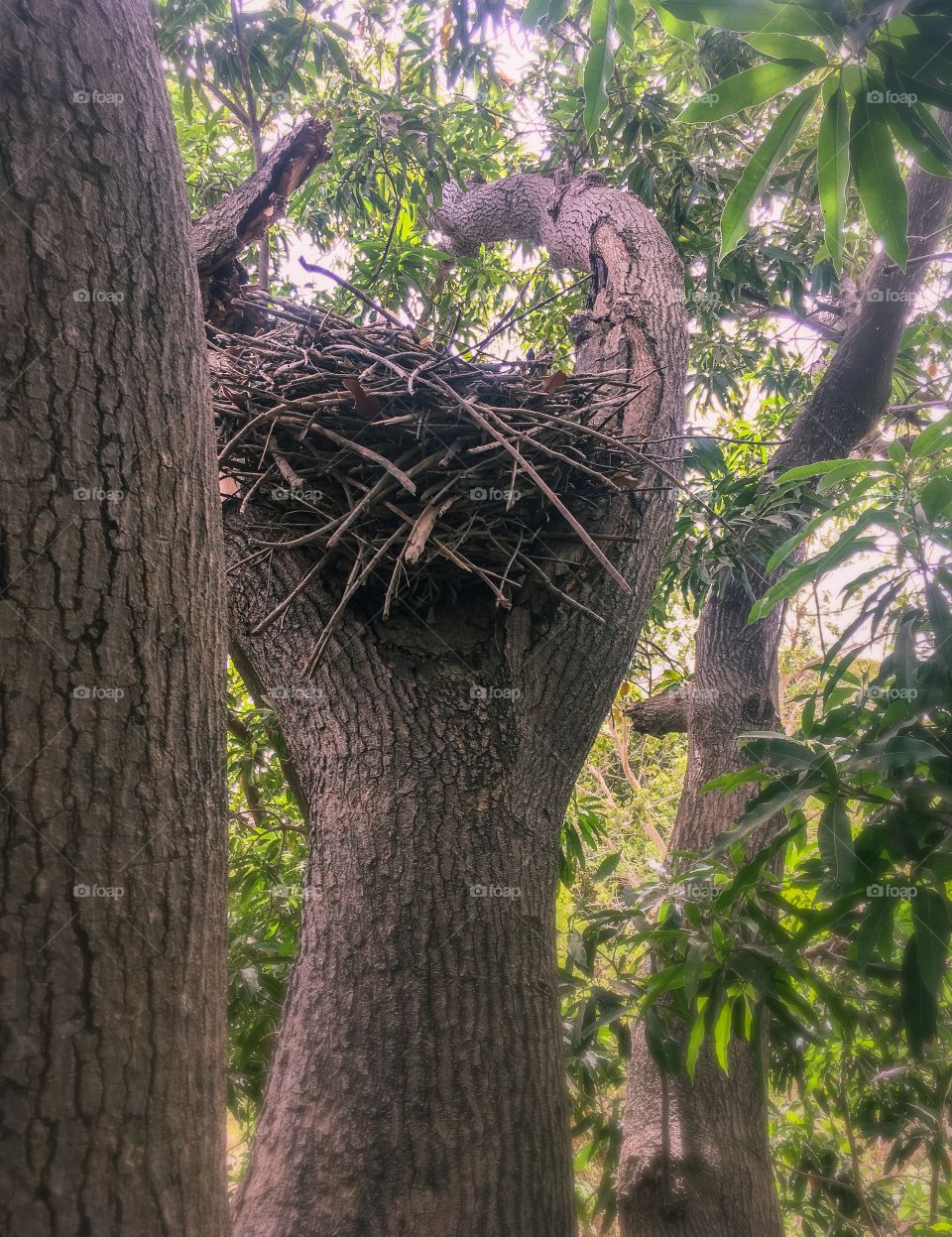Huge animal-made nest, nestled and crafted in a towering ancient tree in the forest of West Africa.