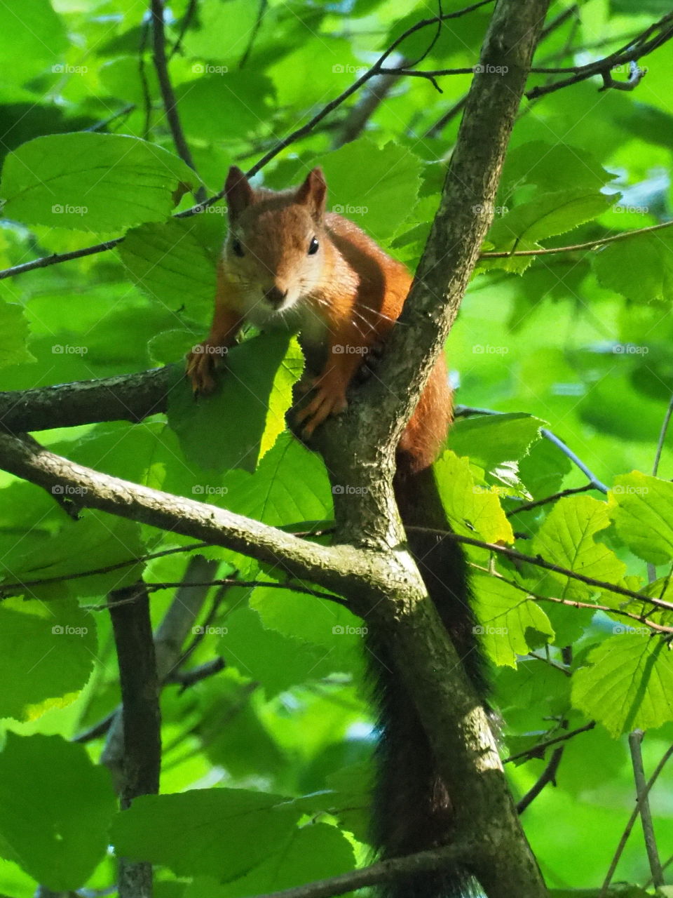 Young squirrel