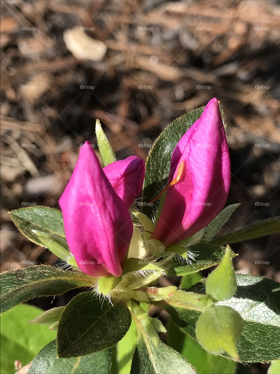 Azalea bud
