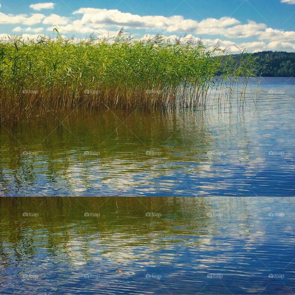 Vass och stilla sjö. Sommar vid Tenhultssjön