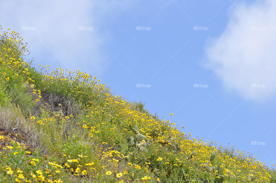 Flowers and the sky