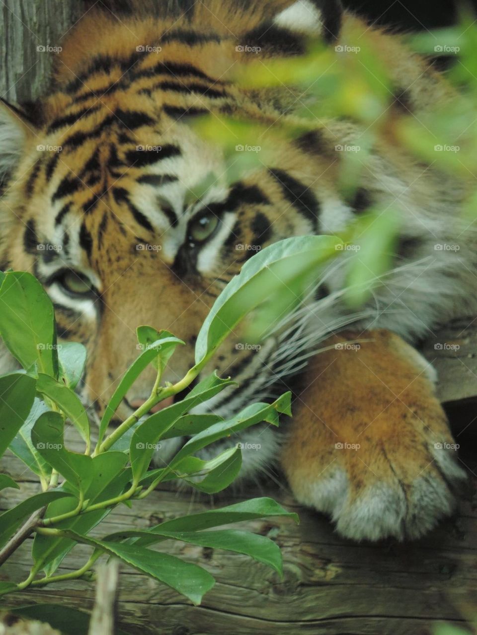 Hide and seek tiger 